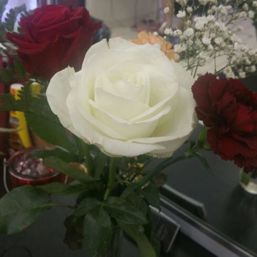 Meet your Posher, Roci